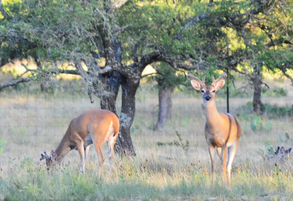 Deer at Cowboys and Angels Retreat