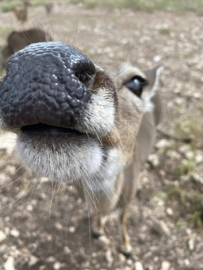 Deer at the Campground