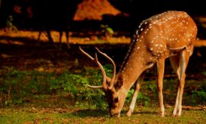 Axis Deer In Texas Hill Country