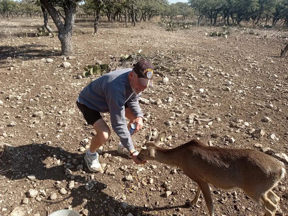 Feeding the Deer