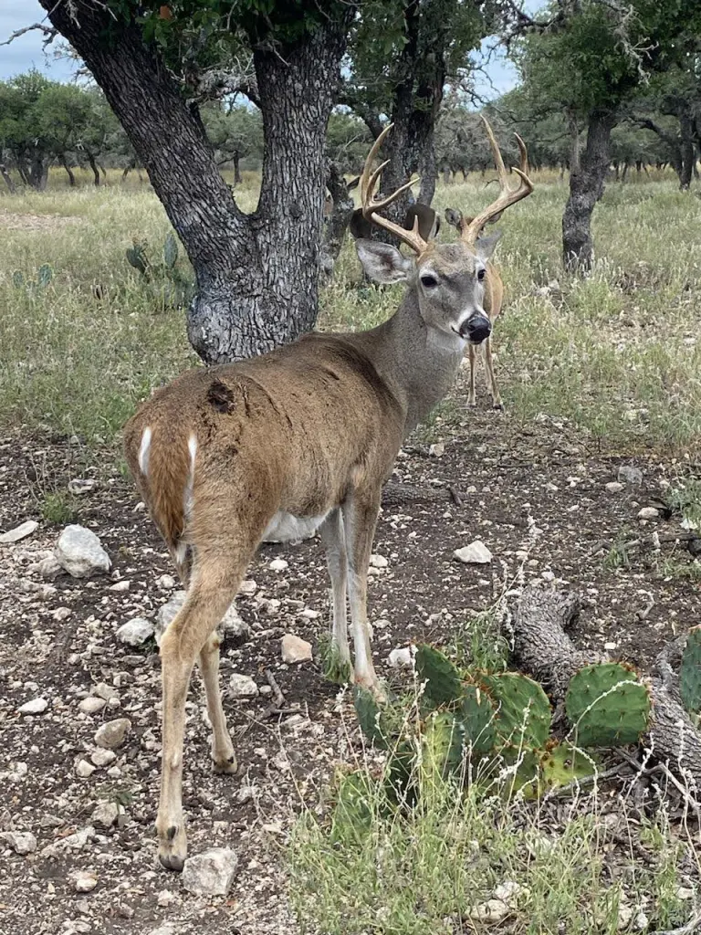 Deer and Wildlife